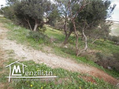 TERRAIN  A VENDRE A JINEN ENNASER