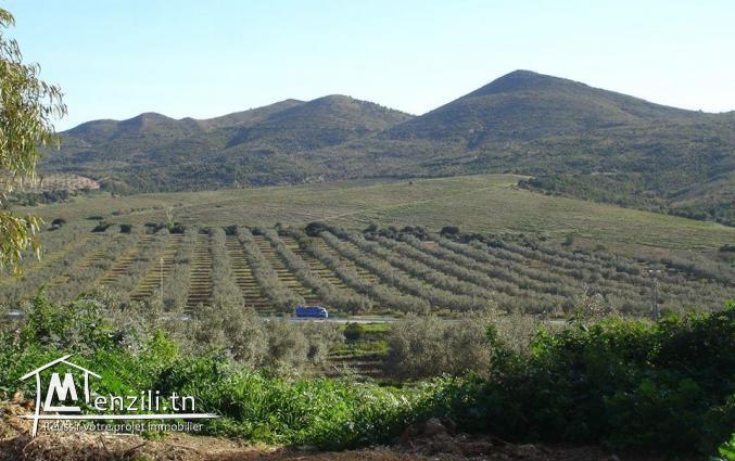 vente une Gigantesque ferme de grande culture d'une superficie de 430 hectares