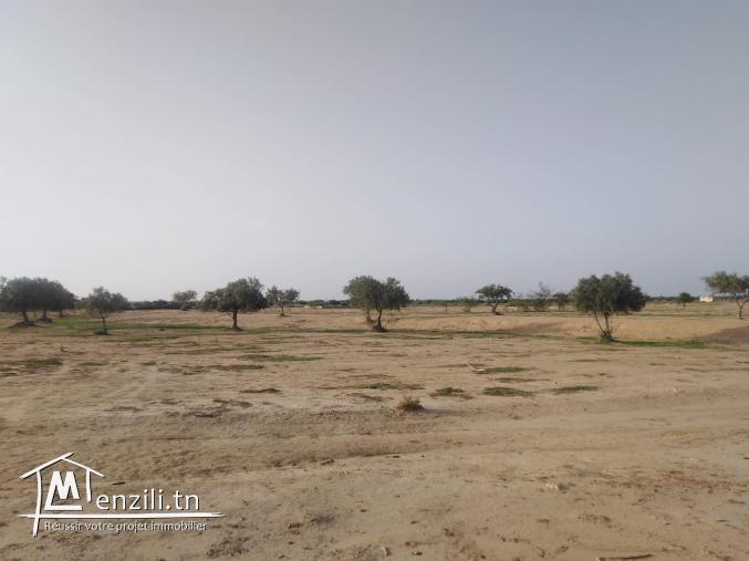 ارض بصفاقس للبيت