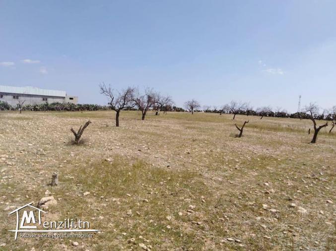 قطعة أرض تبعد حوالي 200م عن المركب التجاري الضخم