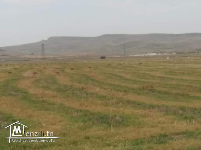 11،2 هكتار سقوي