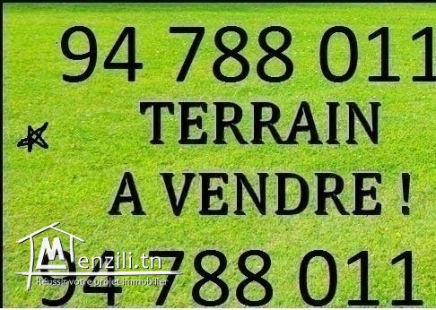 Sénia 1Hectare 5000 M2 À Sidi Bouali