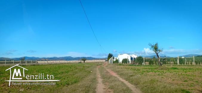 Un Terrain à Jinan El Hammamet