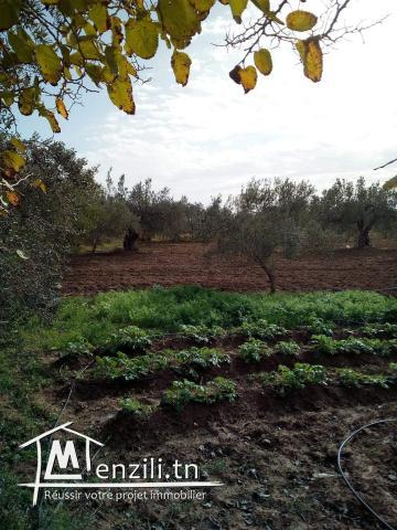 Maison sur terrain agricole