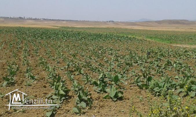 Terrain  agricole  sur  autoroute
