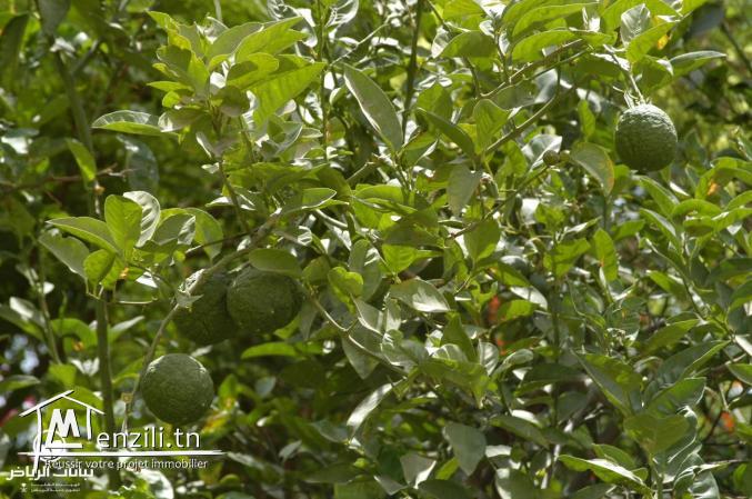 سانية سقوي للبيع في الهوارية قريبة للكياس