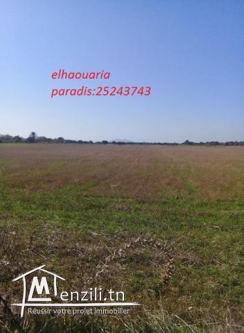 سانية سقوي للبيع في الهوارية قريبة للكياس