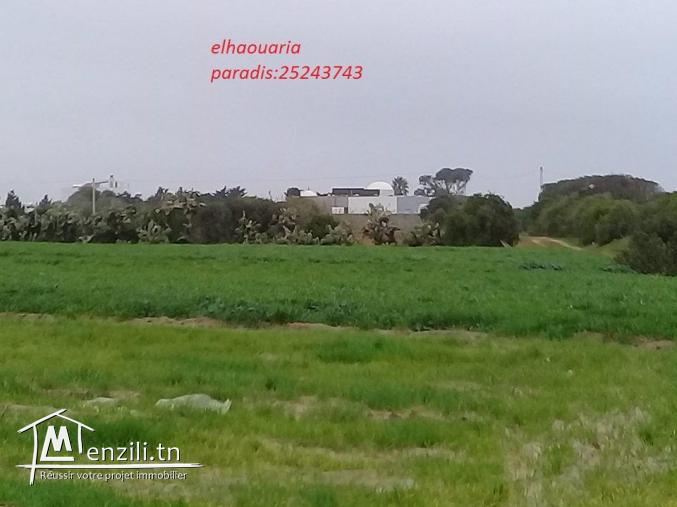 سانية سقوي للبيع في الهوارية قريبة للكياس