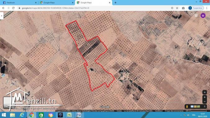 22 hectare zitoun