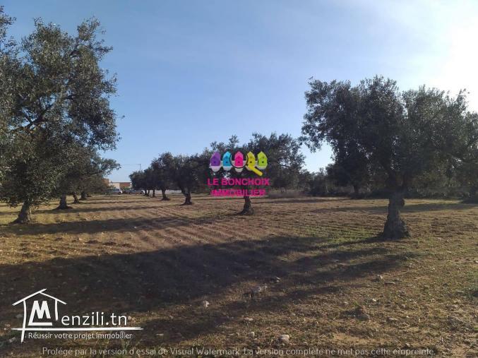 Terrain A Vendre A Kalâa Sghira - Sousse