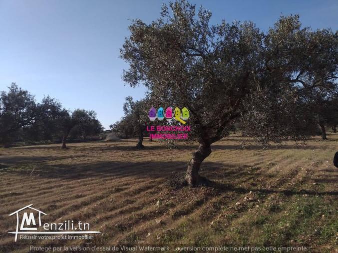 Terrain A Vendre A Kalâa Sghira - Sousse