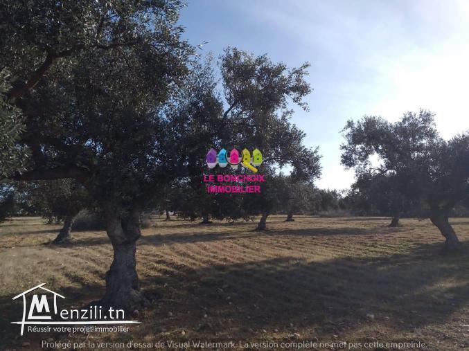 Terrain A Vendre A Kalâa Sghira - Sousse