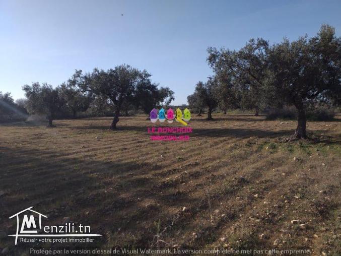 Terrain A Vendre A Kalâa Sghira - Sousse