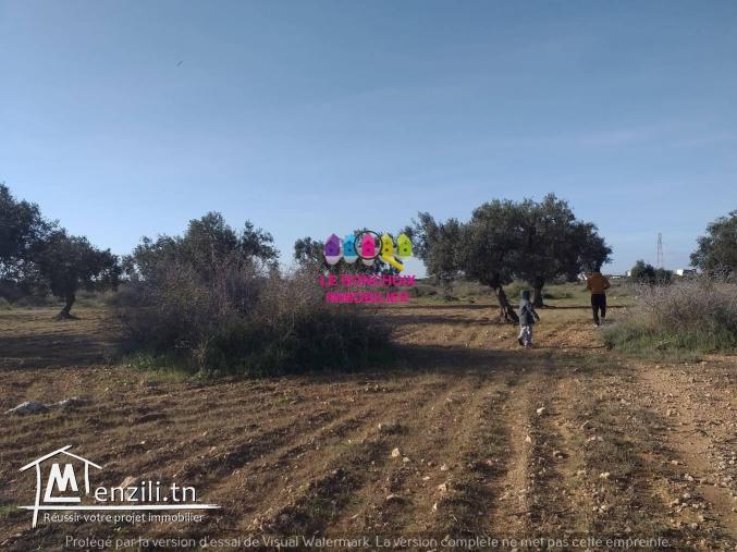 Terrain A Vendre A Kalâa Sghira - Sousse