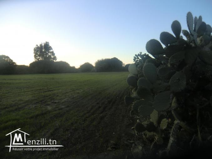 6500m2 a vendre dar allouch