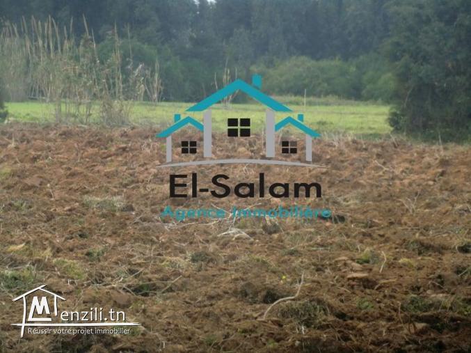 250m seuelement a la plage bon voisinage