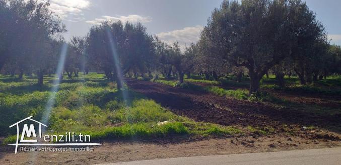 un super Terrain de 6200 m2