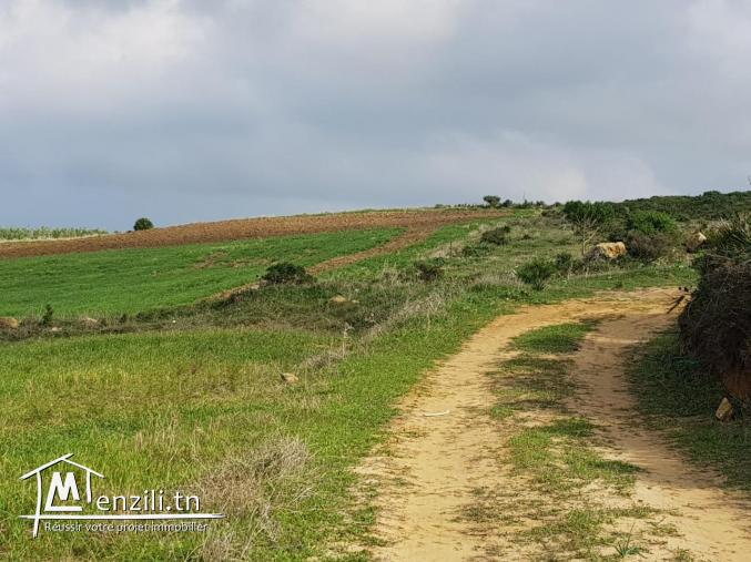 terrain en promotion de 200 m2 à kélibia 