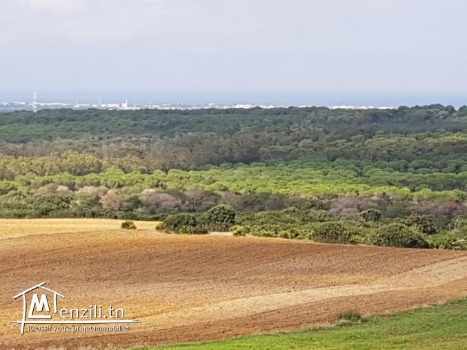 terrain en promotion de 200 m2 à kélibia 