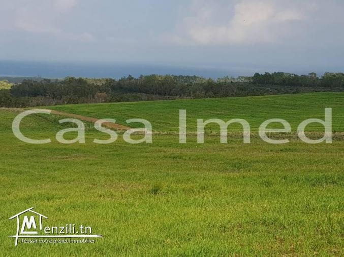 un terrain prix 17500 mille dinars 