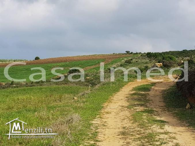 un terrain prix 17500 mille dinars 