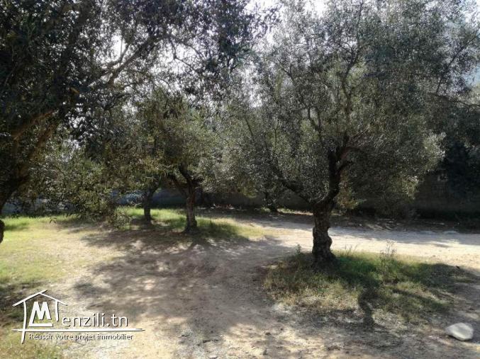 Terrain de 250m² à Hammamet Sud