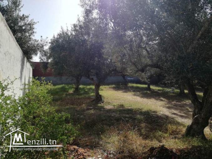Terrain de 250m² à Hammamet Sud