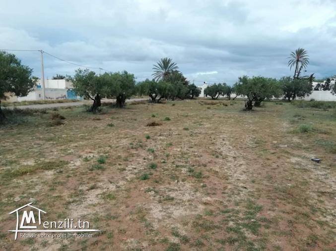 910m2 titré + permis de bâtir Mezraya