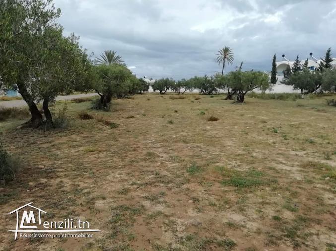 910m2 titré + permis de bâtir Mezraya