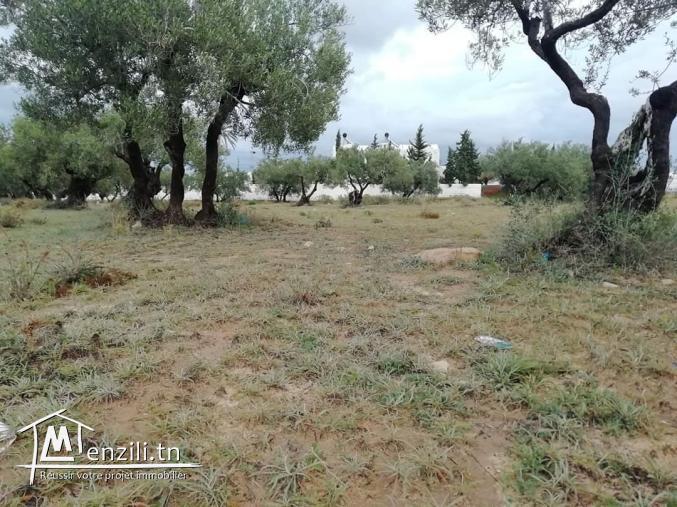 910m2 titré + permis de bâtir Mezraya