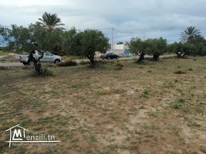 910m2 titré + permis de bâtir Mezraya