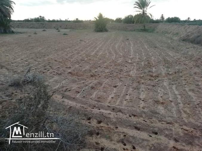1100m2 Mezraya +permis de bâtir