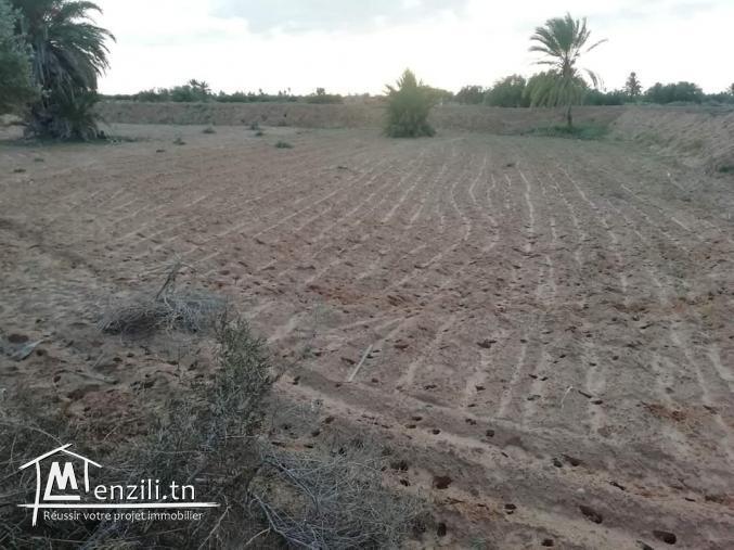 1100m2 Mezraya +permis de bâtir