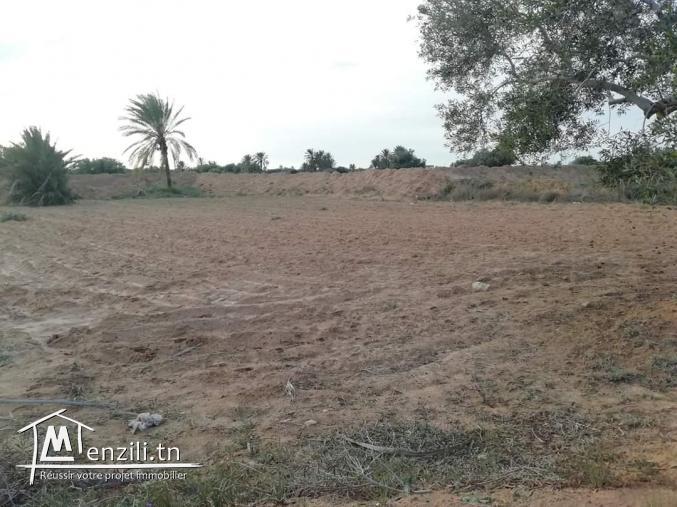 1100m2 Mezraya +permis de bâtir