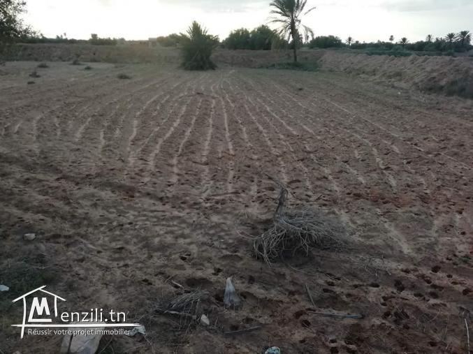 1100m2 Mezraya +permis de bâtir