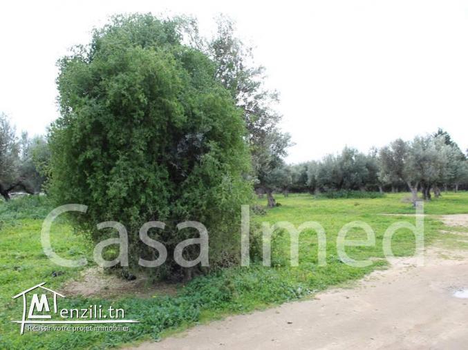 un terrain de 350 m2