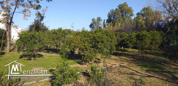 terrain en plein Soukra de 820 m2