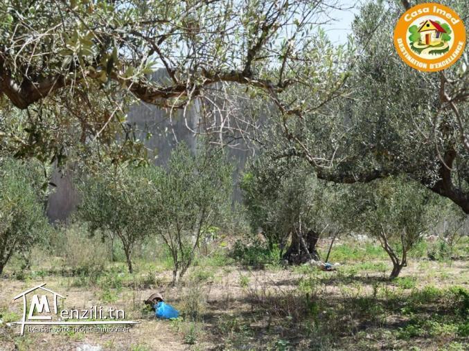 un terrain de 300 m2