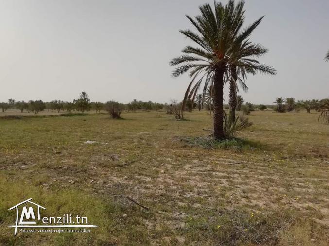 2 hektare à Hachène Houmt Souk