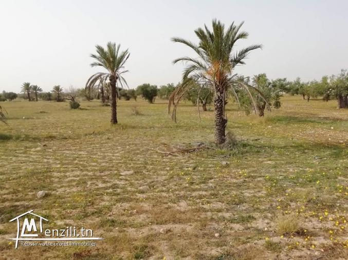 2 hektare à Hachène Houmt Souk