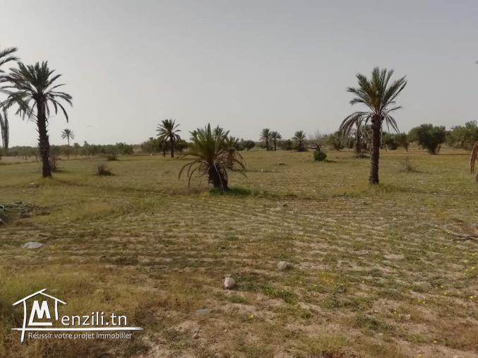 2 hektare à Hachène Houmt Souk