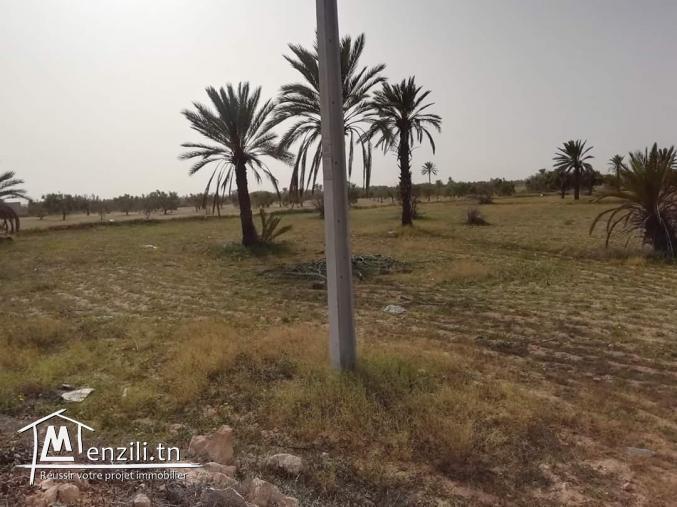 2 hektare à Hachène Houmt Souk