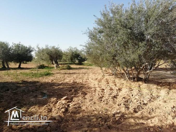 Maison a Guechaine Titre bleu