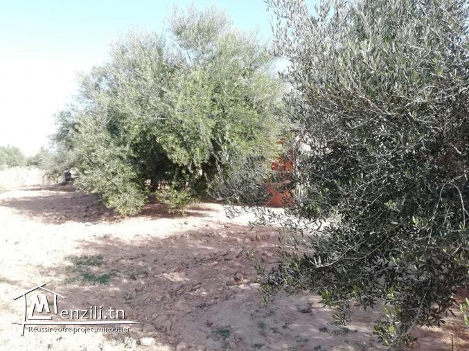 Maison a Guechaine Titre bleu