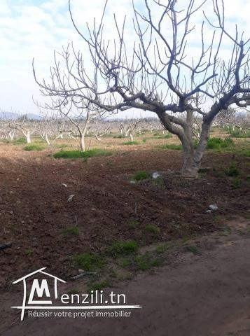 Terrain agricole avec 2 Villa mornag