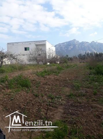 Terrain agricole avec 2 Villa mornag