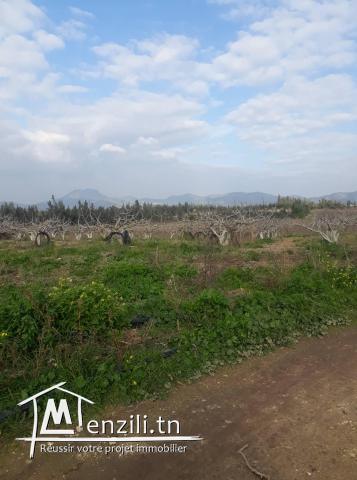 Terrain agricole avec 2 Villa mornag