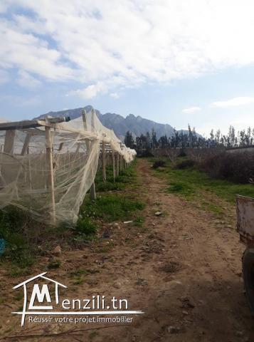 Terrain agricole avec 2 Villa mornag