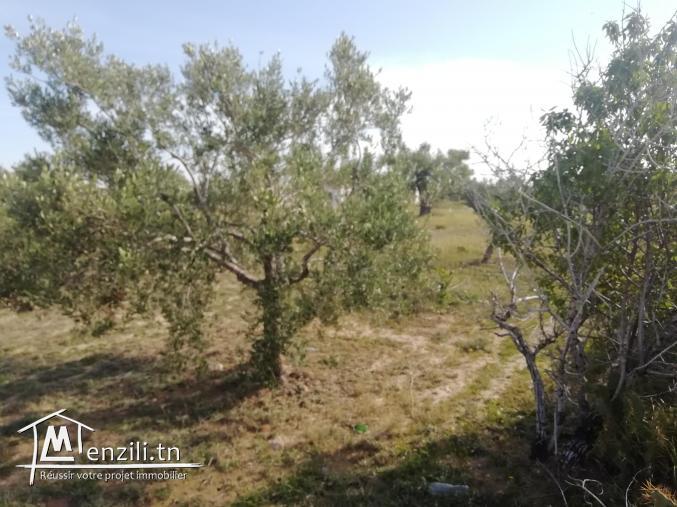 1200m2 zone urbaine Fatou