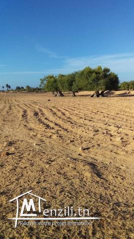 1200m2 Houmt Souk Hawassa